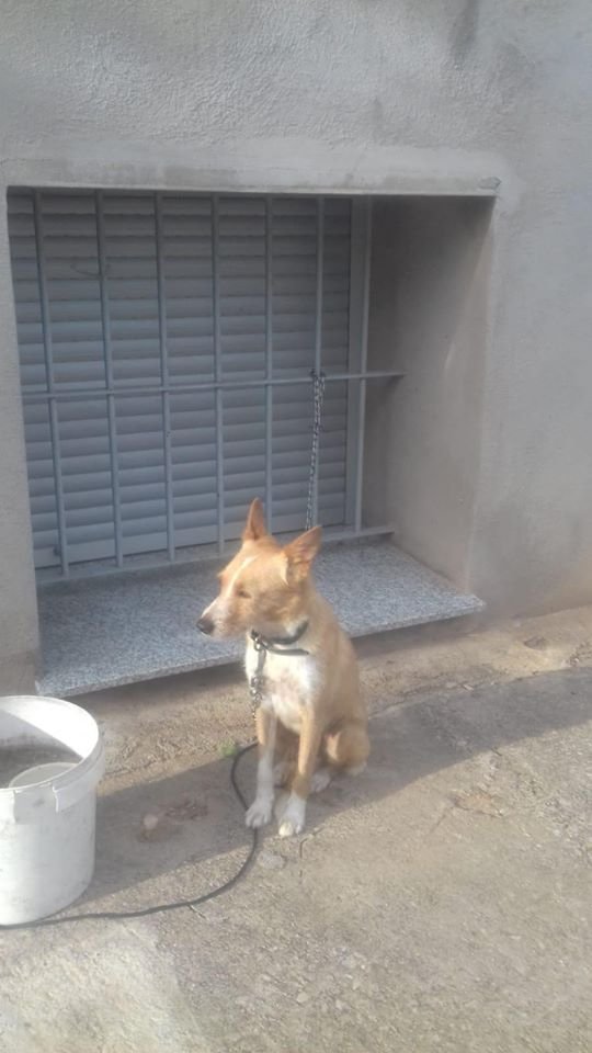 siviaromera1's tweet photo. CASTELLON
Esta podenca tenía bebés los vecinos se los han repartido a ella la han dejado atada lo peor es que van a llamar a la perrera Corralet
Se necesita una acogida muy urgente
Contacto :673 43 87 13(Castellón) https://t.co/eG9JBuniqB
