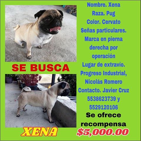 RescateAnimal's tweet photo. ⚠️⚠️ S.O.S para XENA ⚠️⚠️
Estado de México

Se extravió el 08 de Mayo, municipio Nicolás Romero.

Tiene una marca de 6 cm. aprox. en la pata derecha trasera, por operación de cadera. ¿La has visto? https://t.co/FfjHoyWr0K