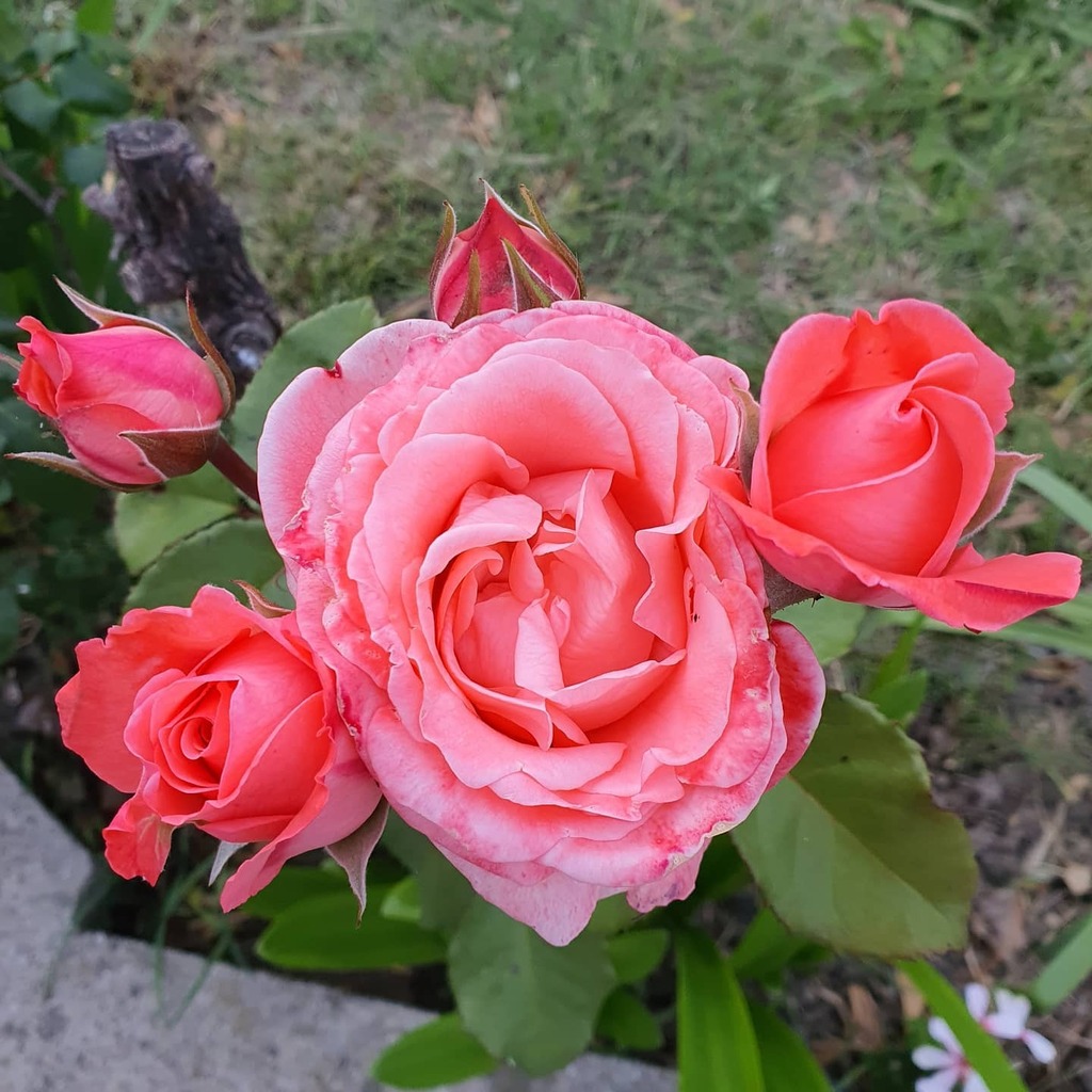 tania_marquez's tweet image. #hermosoramoderosas las 5 crecieron juntitas .
.
.
.
.
.
#ramoderosas #rosesbouquet #rosesinmygarden #flowersinmygarden #mybeautifulroses #mybeautifulgarden instagr.am/p/CASqJ-ejZAu/