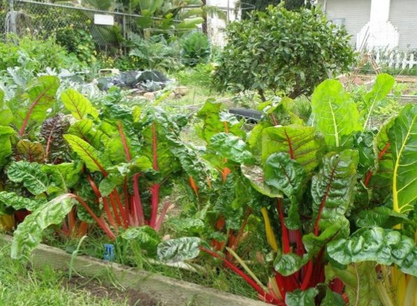 AgroEkoo's tweet photo. Pollyculture, inter cropping, biodiversity = organic agriculture 🍀🐝🌱
#organicfarming #biodiversity #intercroping #cropmodells #permaculture #nochemicals #food https://t.co/gMbasbPzqZ