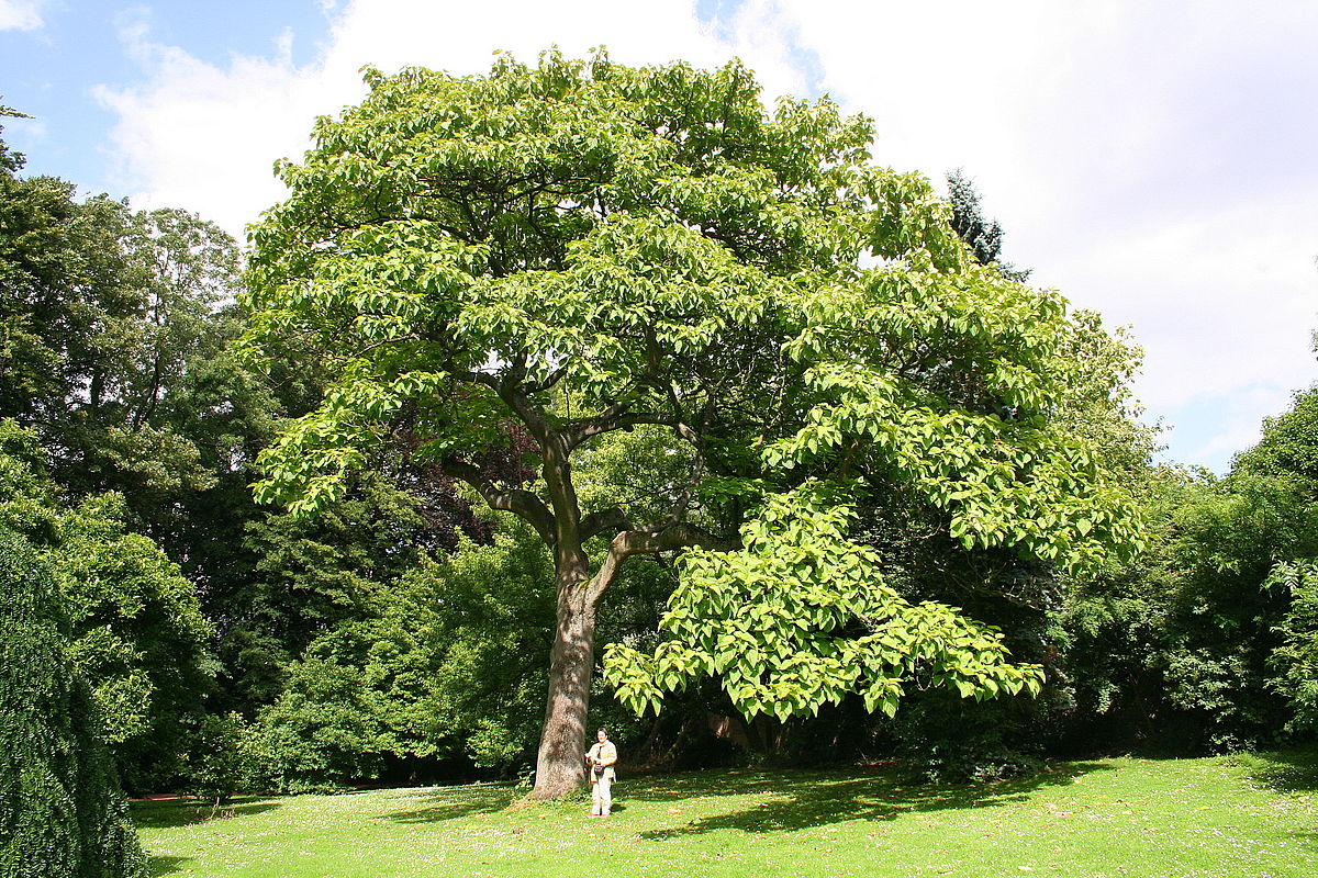 The fastest growing tree in the world is the Empress Tree, Paulowina tomentosa, native to China and Japan, grows up to 6m in its first year and produces 3-4 times more oxygen during photosynthesis than any other known species of tree. It has many interesting characteristics.