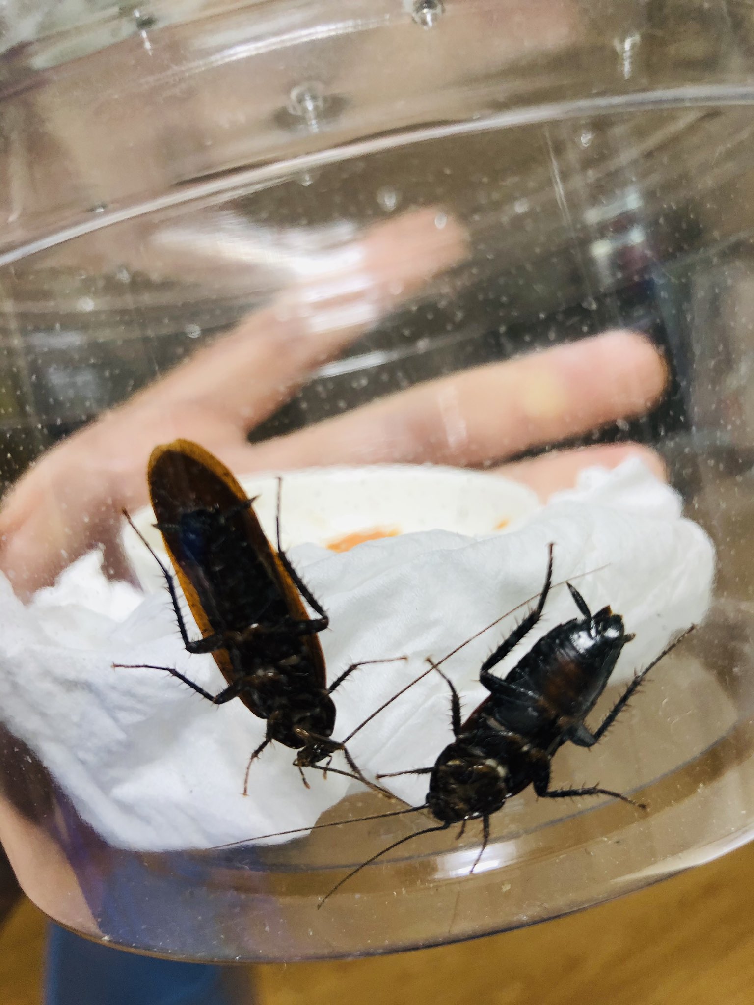 武田 ヤマトゴキブリ 家のベランダで繁殖しようとしてるところを捕獲 これからケージの中で合法的に繁殖してもらおうか 餌用デュビアを飼い始めてからゴキブリの魅力にとりつかれた笑笑 意外とゴキブリって綺麗なんですよ ゴキブリ