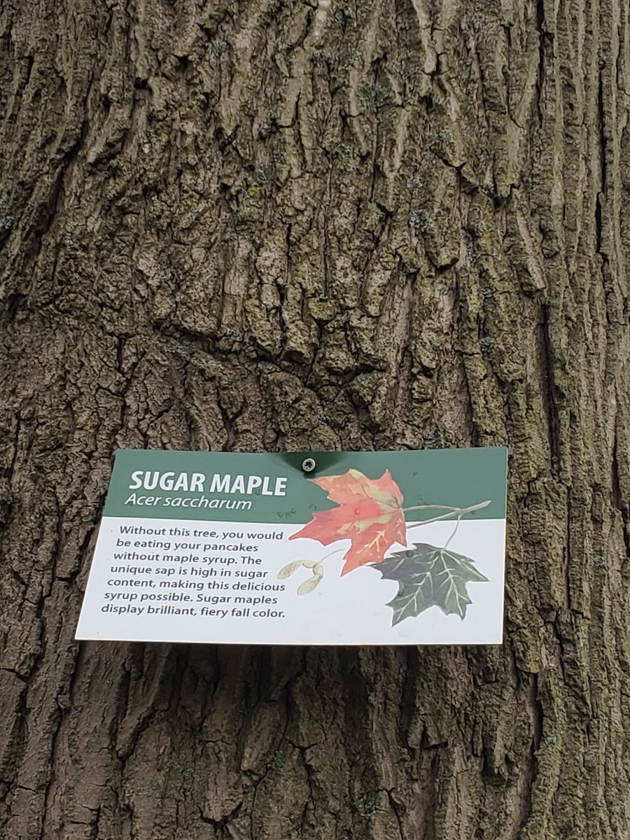 The Sugar Maple tree provides unique sap to make maple syrup.
Yeah, but where's the pancake tree?