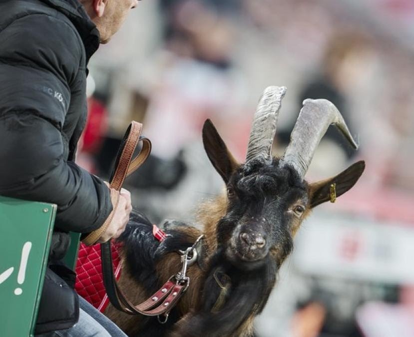 briLLArgentina's tweet photo. #Curiosidades
#SinInvicto 

La cabra montesa Hennes IX, mascota del Colonia, no pudo presenciar hoy el partido ante Mainz luego de 12 años invicta.
Dwsde hace una docena de años el RheinEnergieStadion recibe la visita de su mascota, pero la cabra actual, acude desde 2018. https://t.co/91tY4Cs5Q7