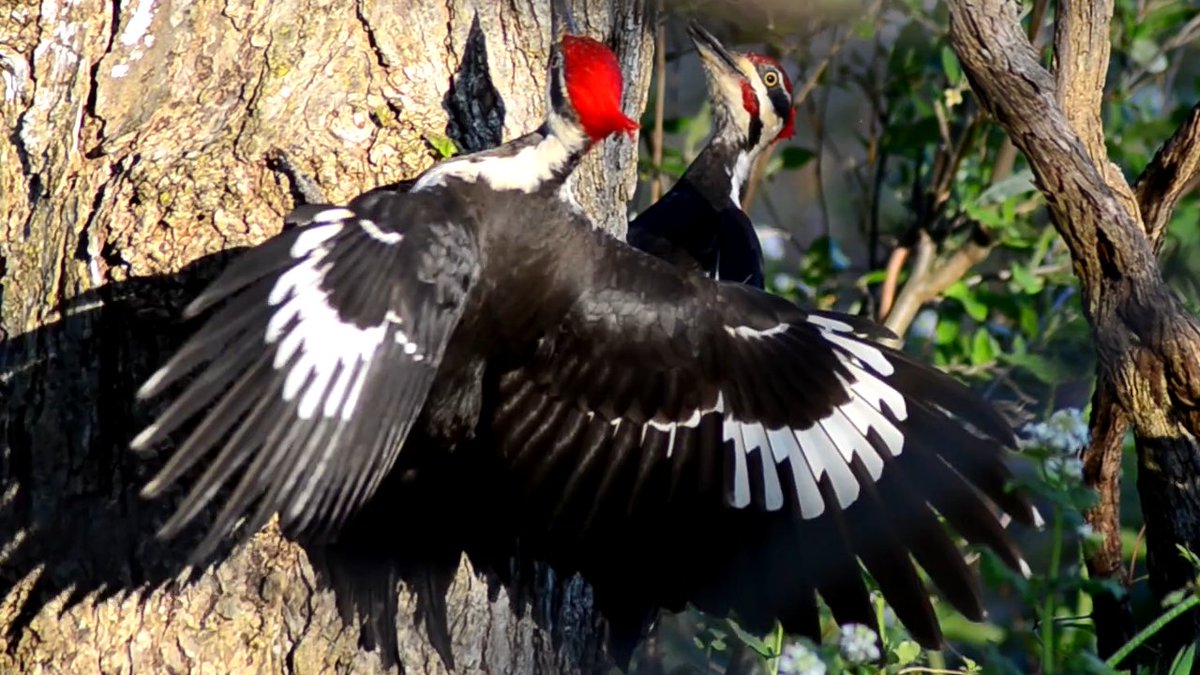 GoTrails's tweet photo. Pileated woodpecker dance with call sounds

https://t.co/nXxsQ1VVVz

#gotrails, #woodpecker, #woodpeckers, #PileatedWoodpecker, #funnybird, #funnybirds, #birdcalls, #birdsounds, #birdcall #bird, #birds #animal #wildlife https://t.co/qSLDdGIE1S