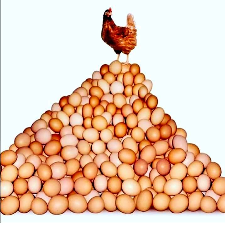 EEbbysun's tweet photo. @EBBYSUN AGRIPRENURE WORLD
AGRIC BUSINESS IS OUR PASSION
Call.09079515586 or ebbysunconcept@26 https://t.co/kwwthEhOD1