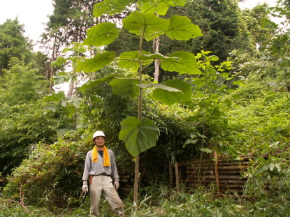 When young it hardly looks like a tree at all as it must compensates for its rapid growth with gigantic leaves, up to 60cm across. As it matures, the leaves shrink to something more normal looking, but they are still huge. The tree with the man standing next it is 3 or 4 yrs old.