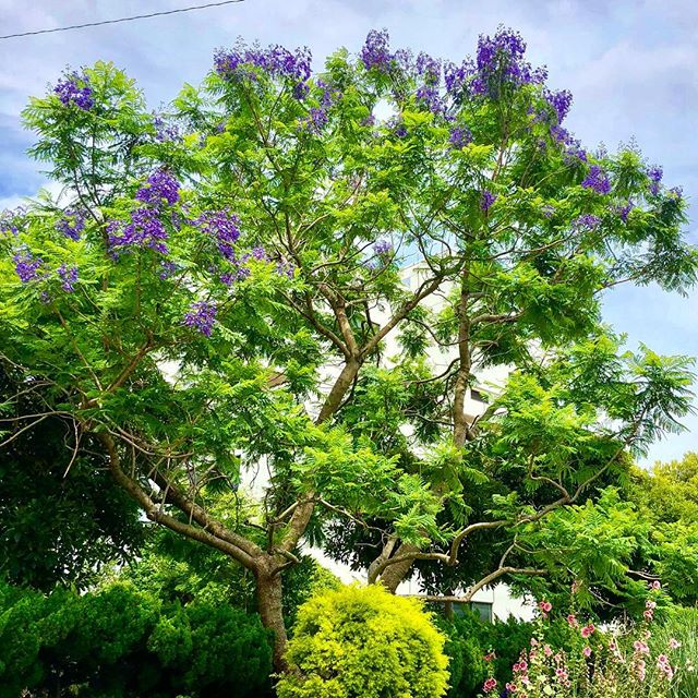 According to the "Aristotle of Japan", Kaibara Ekiken (1630-1714), it was customary for families who had a baby girl to plant a kiri (Paulownia tomentosa) in the garden: when she was old enough to marry the tree would be large enough to make the furniture needed for her dowry.