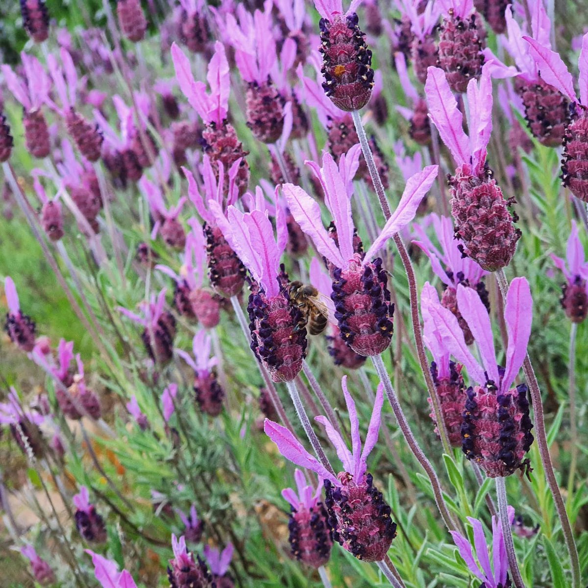 PECOREAmiel's tweet photo. Entre flores de cantueso (𝑳𝒂𝒗𝒂𝒏𝒅𝒖𝒍𝒂 𝒔𝒕𝒐𝒆𝒄𝒉𝒂𝒔)⁣⁣
Además de ser una flor preciosa, es una de las plantas con más fragancia de la flora mediterránea.⁣⁣
⁣⁣
Las abejas no cambian esta flor por nada!⁣⁣

#mielcruda #artesano #valladolid #españa #natural #flores https://t.co/5Q8wwQCDmK