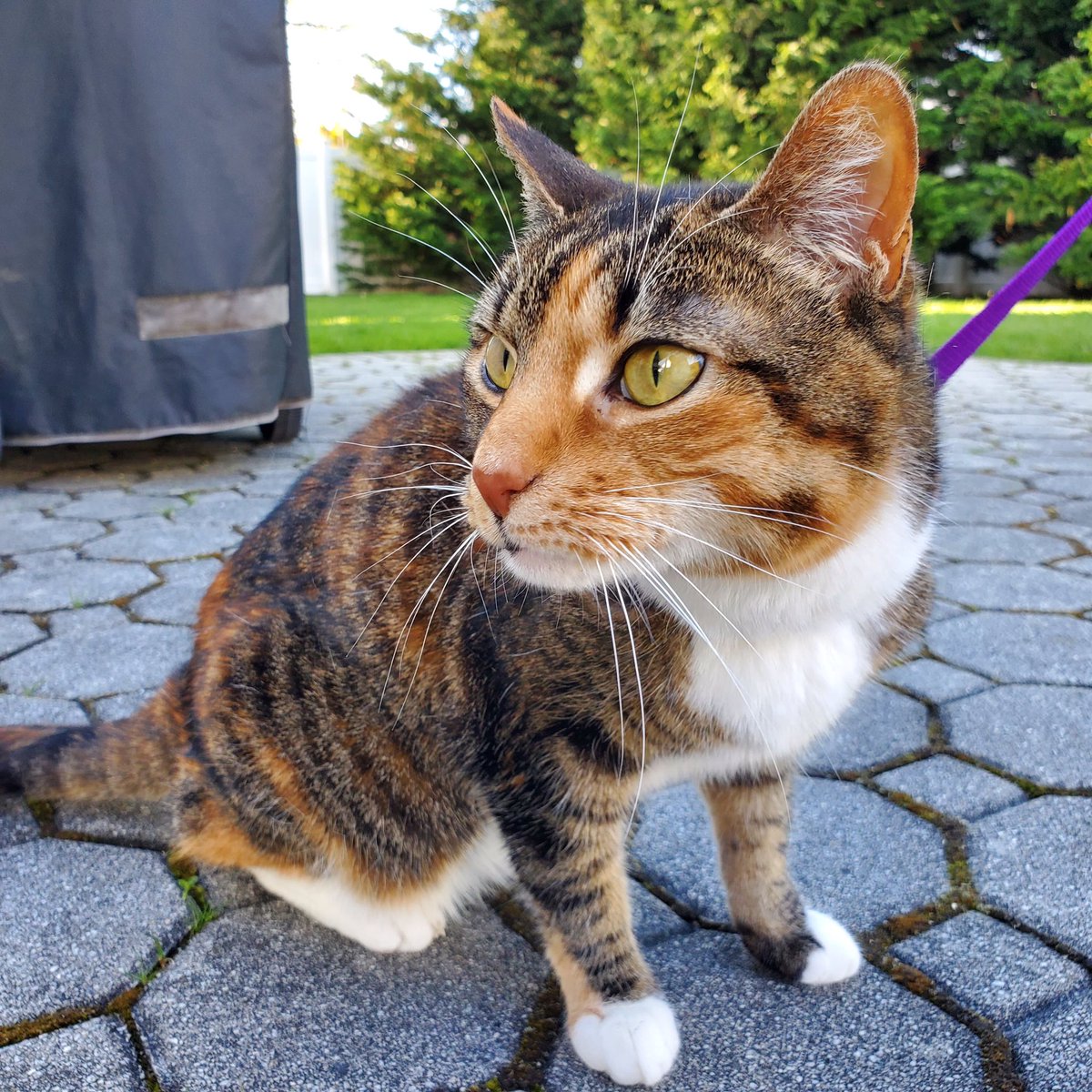 DJSeanLogic's tweet photo. @thechrisbarron Tried and failed lol #walkingcats https://t.co/NLVOQAQ7dX