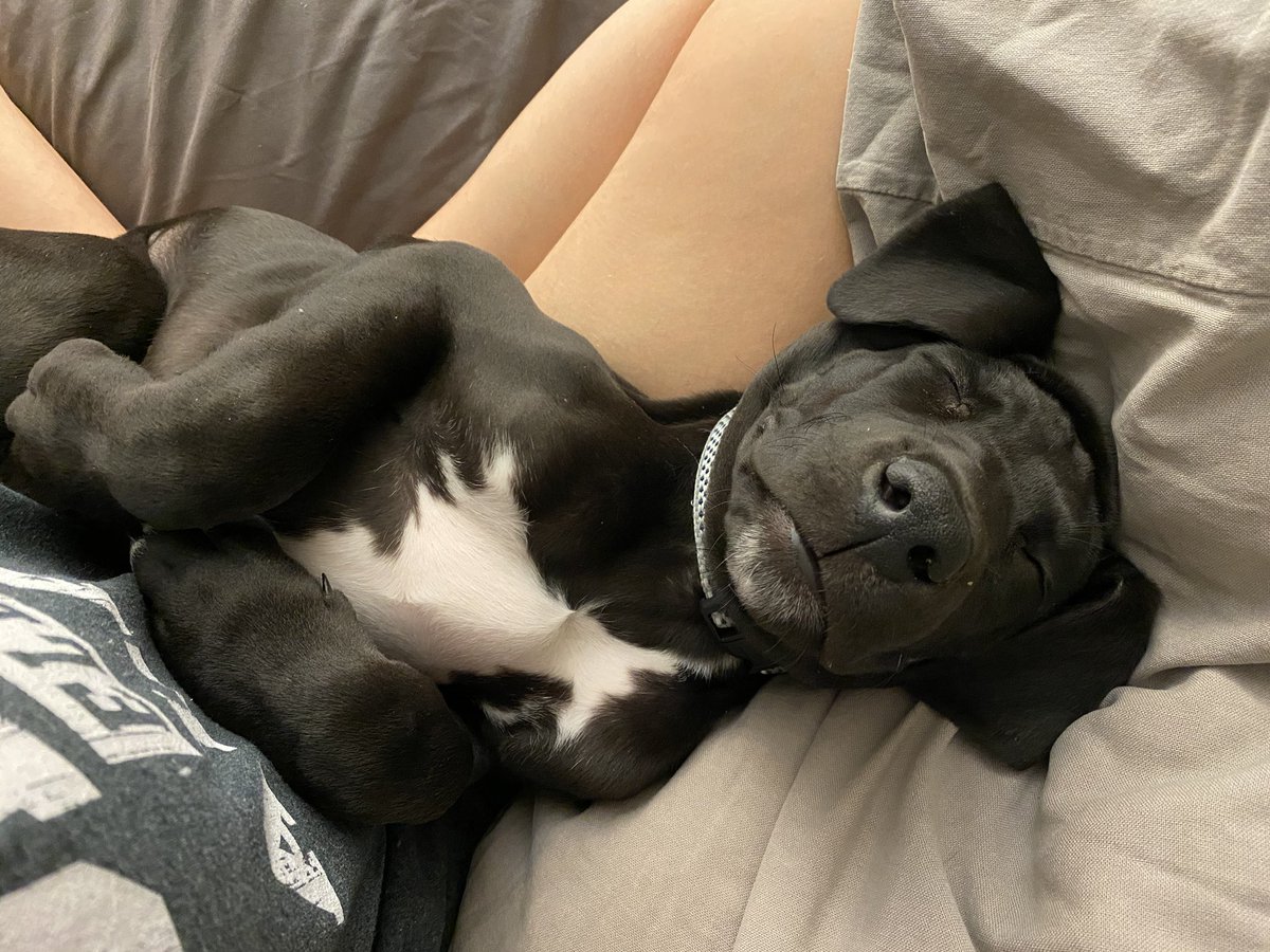 ChelseaPell's tweet photo. Spreading puppy paw-sitivity today..... Share a pic of your pet!!! 💗 https://t.co/pfRfbICVFK