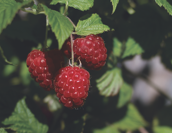 Sheridan Nurseries tweet media