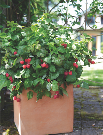 Sheridan Nurseries tweet media