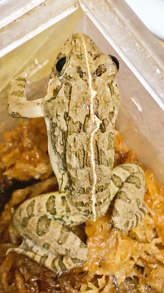 爬虫類 両生類専門店レプティリカス ヌマガエル Fejertarya Kawarnurai 京都府産 Wc グリーン ストライプ ヤングサイズ ノーマル個体もまだいますが 笑 ヌマガエルの色彩型の緑色タイプと背中線が入るタイプが入荷しています ノーマル個体に