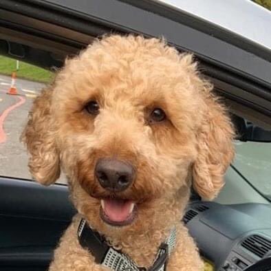 bertie_is's tweet photo. @sdnpa our Bertie has been missing for 26 days now. Last seen on the South Downs. Please would you RT for us? We desperately need some luck. Thank you 🙏 💔🍀 #FindBertie #NHS https://t.co/hu6nAdPqPb