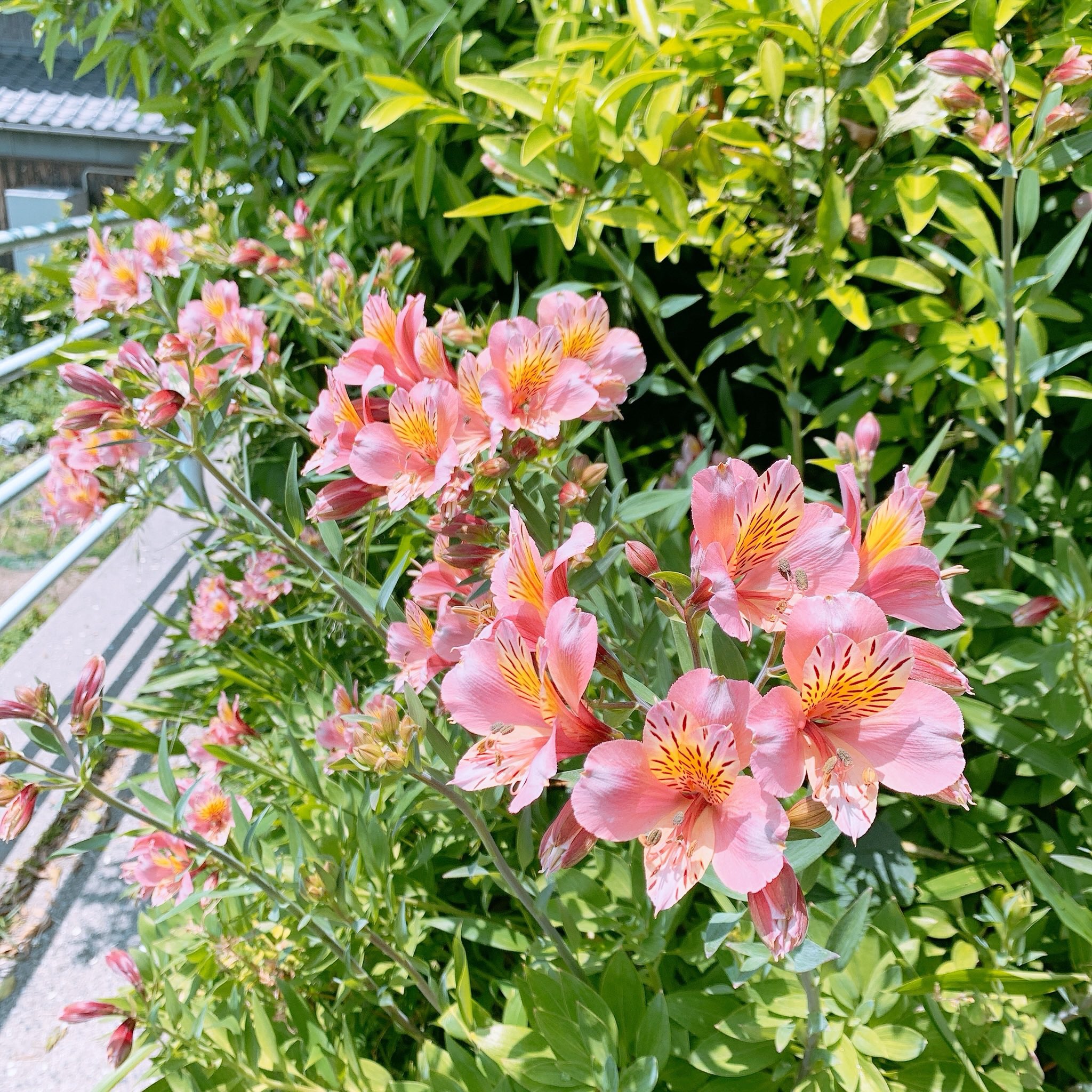 تويتر こはぎ 中身 على تويتر 何度聞いても名前を忘れてしまう形だけネモフィラに似たピンクの花 あとアストロメリアと夏みかん 夏みかんは花から実まで一年かかるので 去年の実と今年の花が同時についているらしい 不思議だな T Co Ovwgc6jwtt