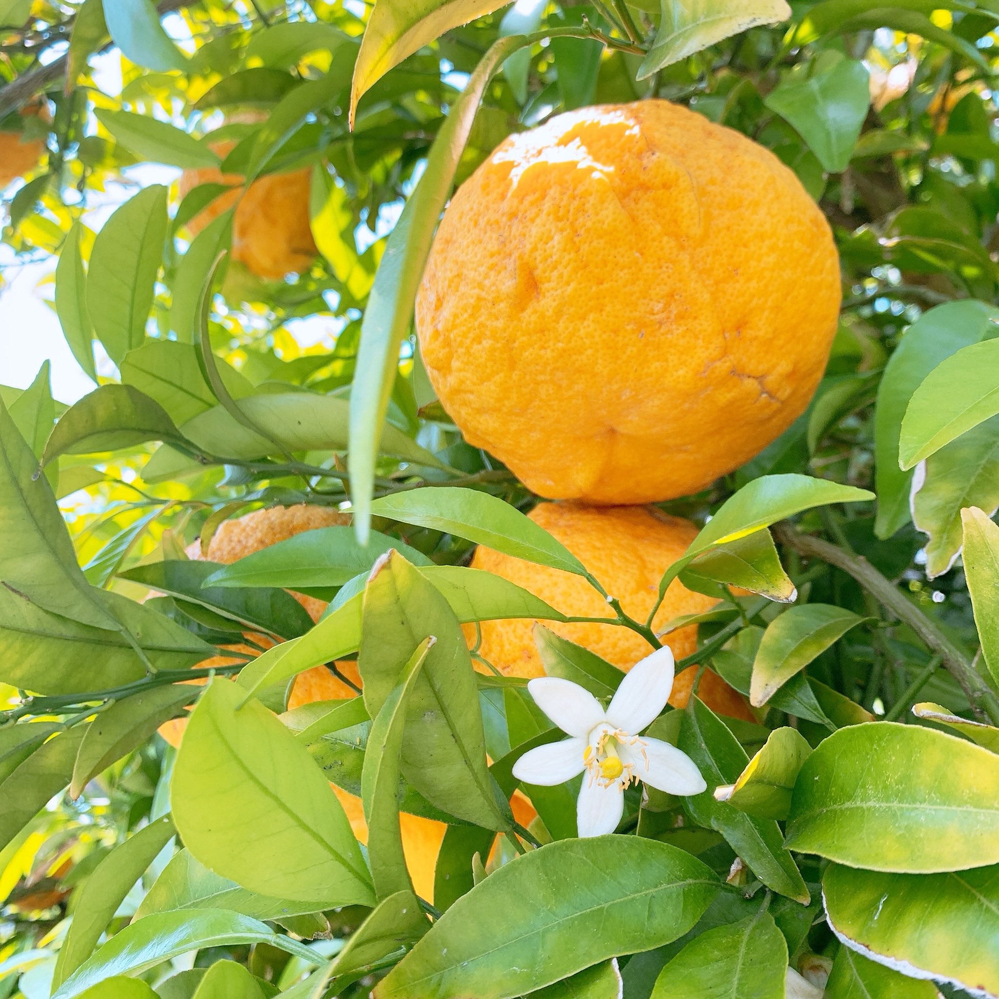 تويتر こはぎ 中身 على تويتر 何度聞いても名前を忘れてしまう形だけネモフィラに似たピンクの花 あとアストロメリアと夏みかん 夏みかんは花から実まで一年かかるので 去年の実と今年の花が同時についているらしい 不思議だな T Co Ovwgc6jwtt