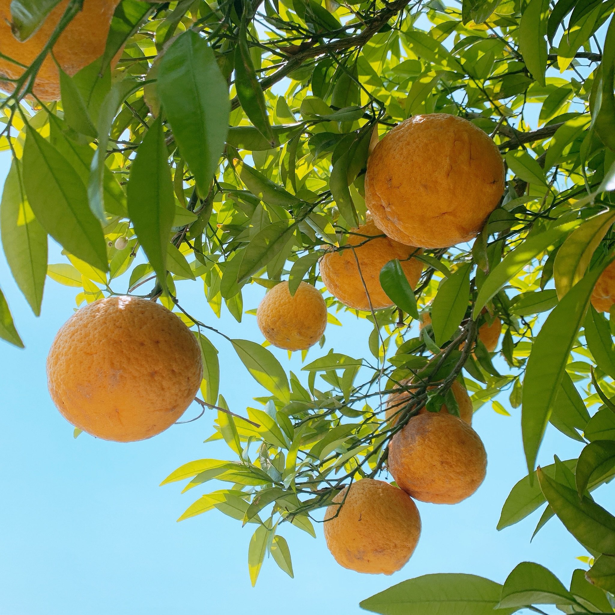 تويتر こはぎ 中身 على تويتر 何度聞いても名前を忘れてしまう形だけネモフィラに似たピンクの花 あとアストロメリアと夏みかん 夏みかんは花から実まで一年かかるので 去年の実と今年の花が同時についているらしい 不思議だな T Co Ovwgc6jwtt