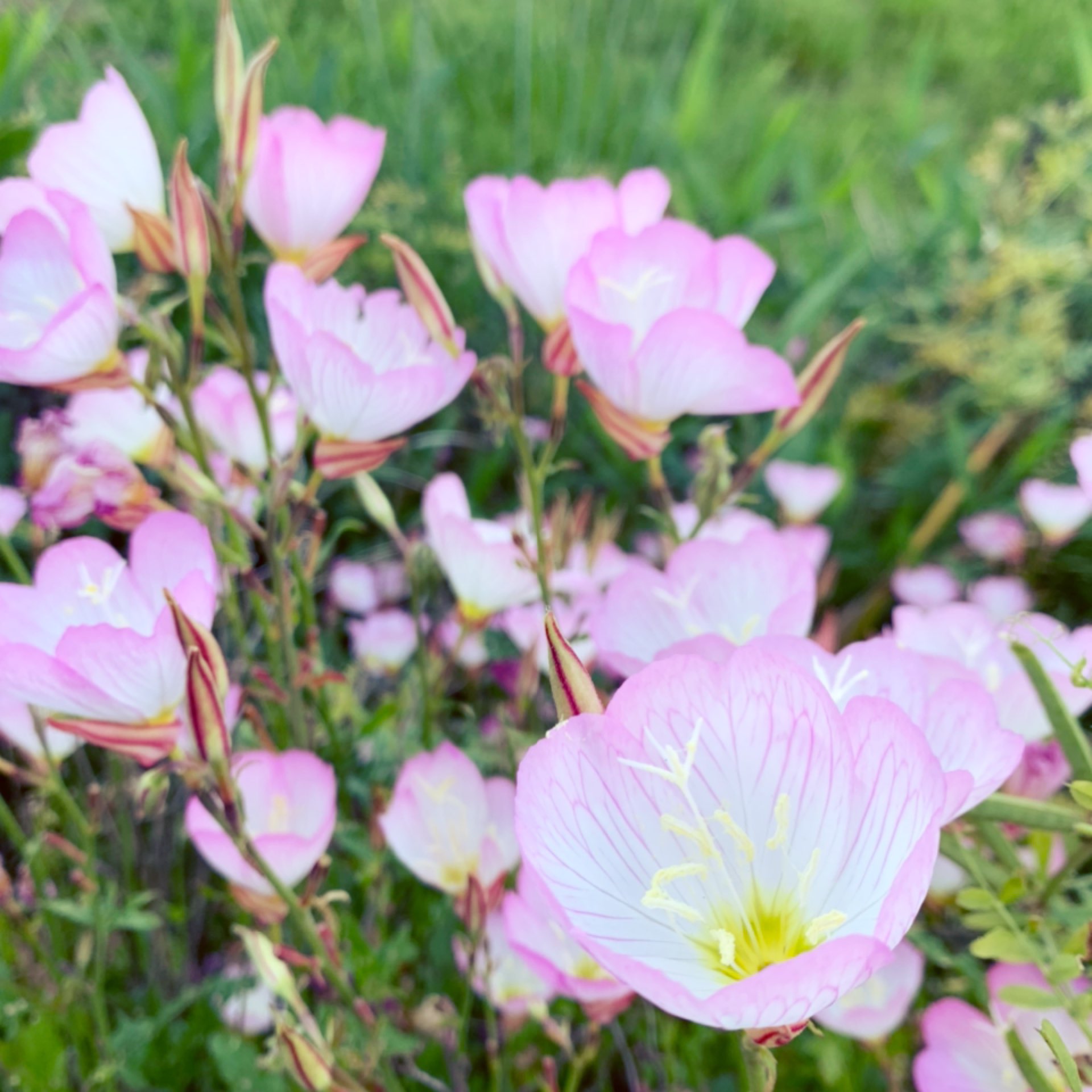 تويتر こはぎ 中身 على تويتر 何度聞いても名前を忘れてしまう形だけネモフィラに似たピンクの花 あとアストロメリアと夏みかん 夏みかんは花から実まで一年かかるので 去年の実と今年の花が同時についているらしい 不思議だな T Co Ovwgc6jwtt