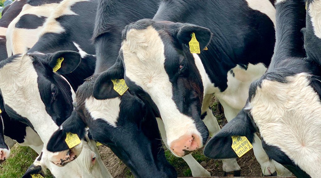 WoodspaWillow's tweet image. Day fifty five out of the #LittleCottageHouse . . .

Neighbours not #SelfDistancing earlier. 

#Lockdown