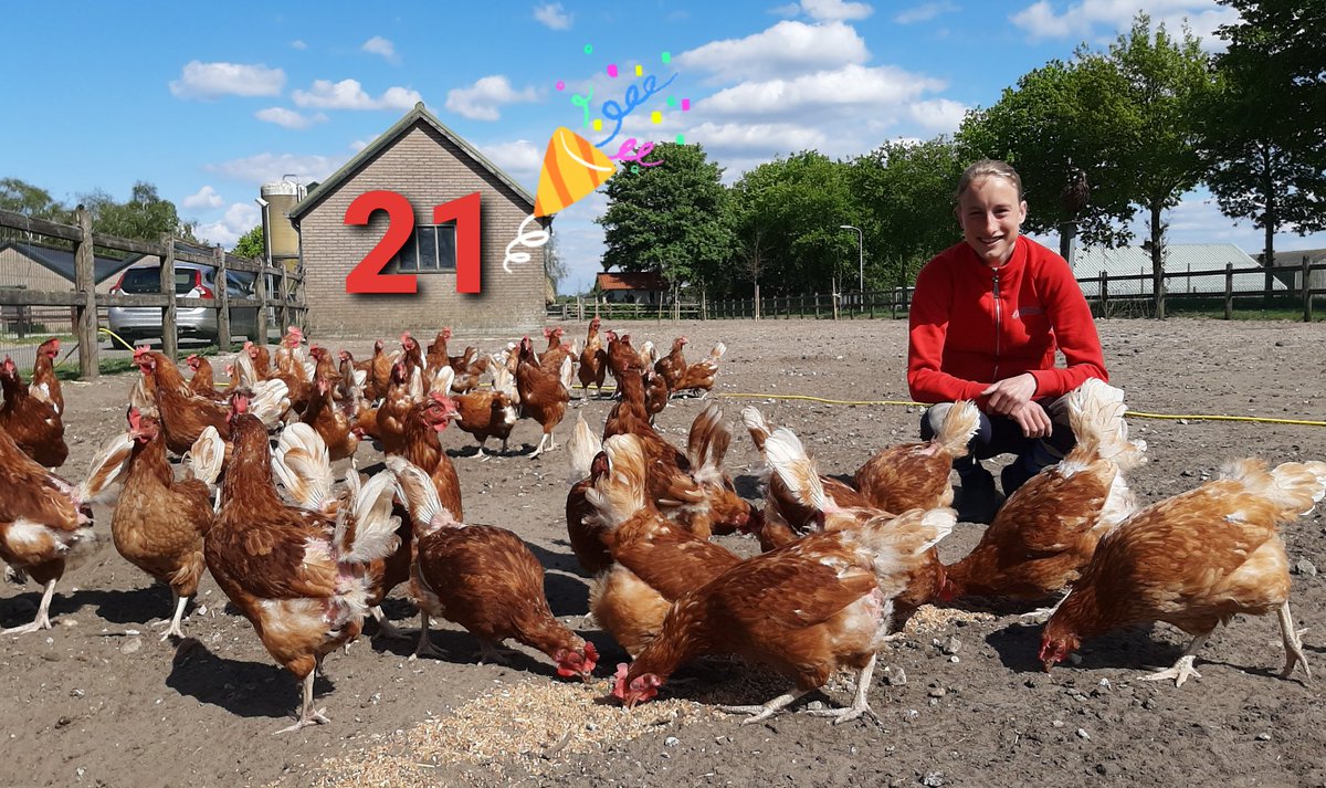 hierdensekakel's tweet photo. Vandaag vier ik mijn verjaardag. Helaas geen 21 diner met vriendinnetjes. Ik vier het met mijn chickies🥳🎉🎈 https://t.co/J26fIymZxb