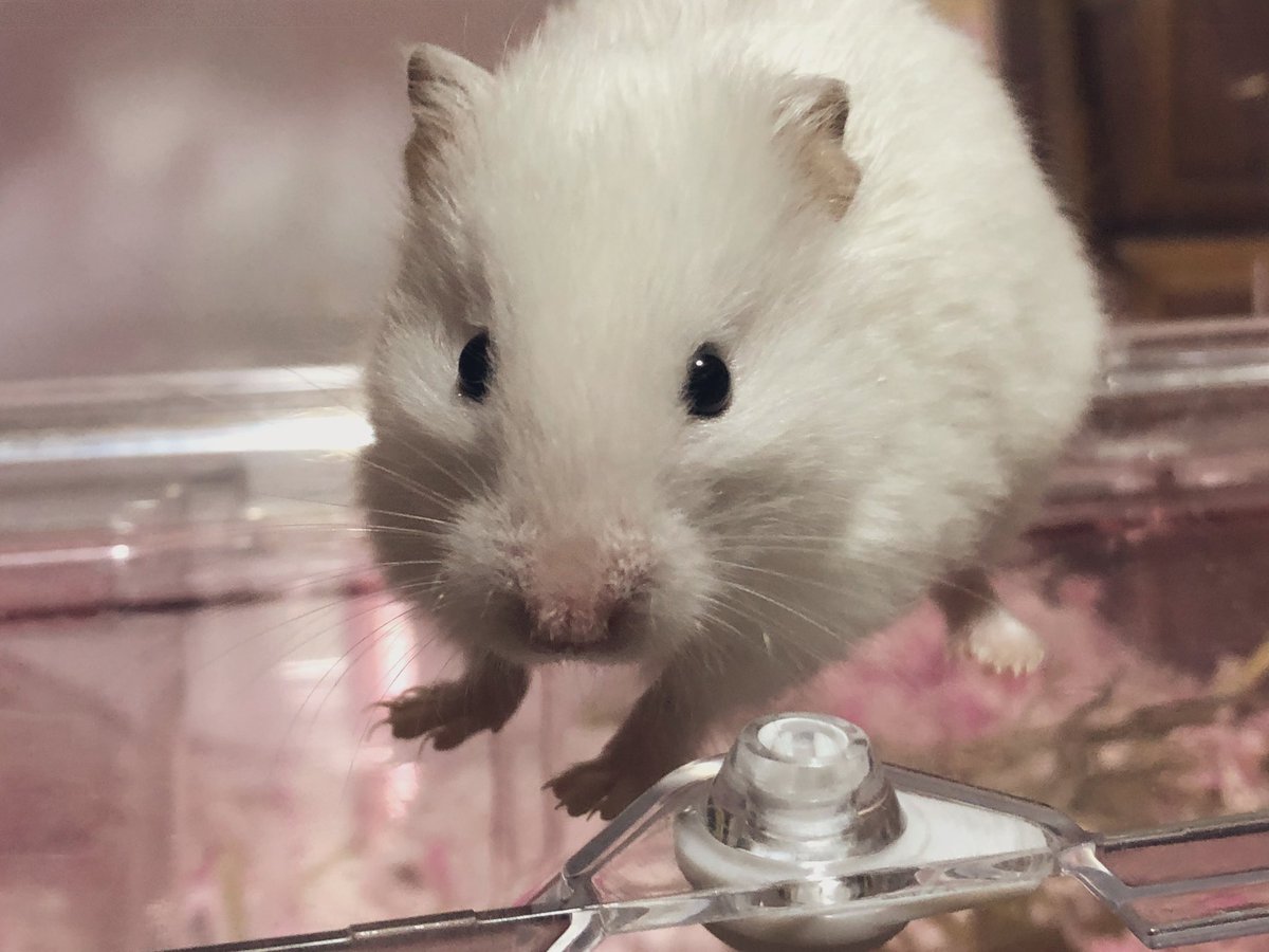 mg___201902___'s tweet photo. ユキ様はね 落ち着きがなくて 写真撮るとなかなかにブレちゃうし盛れる角度が激しい！笑 いや〜かわいいね （；_；）（；_；）💗💗💗

#ハムスターのいる生活 #ハムスターがいる生活 #ハムスター好きと繋がりたい https://t.co/PPBI3NVz23