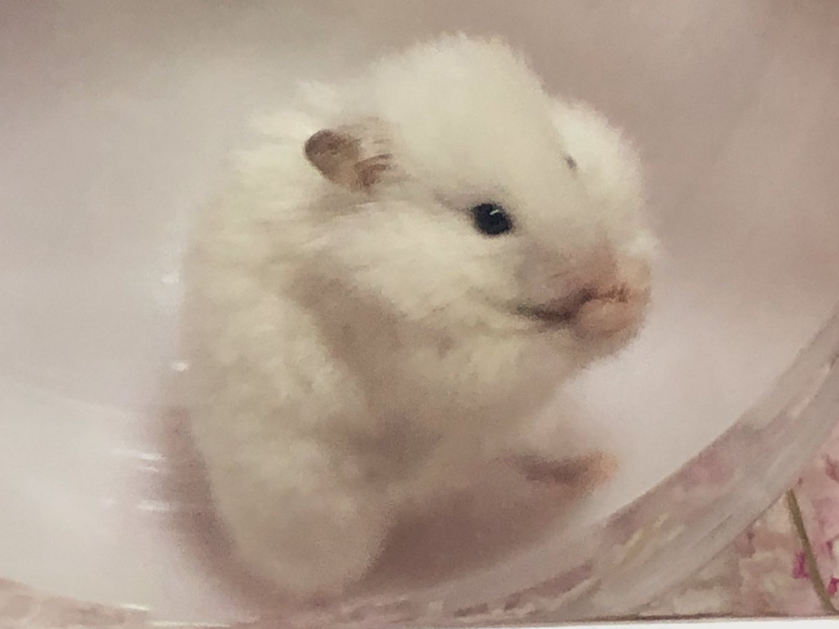 mg___201902___'s tweet photo. ユキ様はね 落ち着きがなくて 写真撮るとなかなかにブレちゃうし盛れる角度が激しい！笑 いや〜かわいいね （；_；）（；_；）💗💗💗

#ハムスターのいる生活 #ハムスターがいる生活 #ハムスター好きと繋がりたい https://t.co/PPBI3NVz23