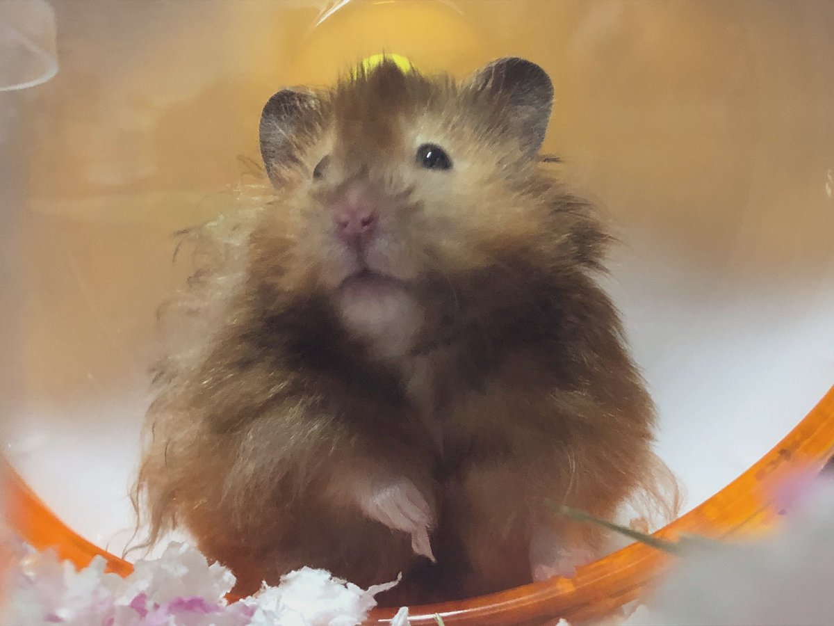 mg___201902___'s tweet photo. うちの子びっくりするほど毎日可愛いので見てください 。親バカにしかならん 。 なんじゃ愛くるしい 。

#ハムスターのいる生活  #ハムスター好きと繋がりたい #長毛ハムスター #モグ https://t.co/f6j7HiGURO