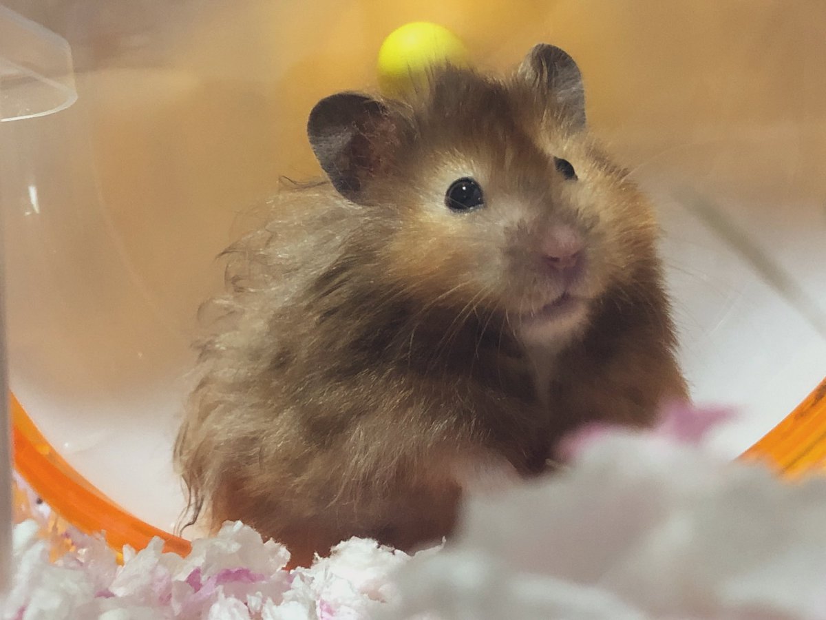 mg___201902___'s tweet photo. うちの子びっくりするほど毎日可愛いので見てください 。親バカにしかならん 。 なんじゃ愛くるしい 。

#ハムスターのいる生活  #ハムスター好きと繋がりたい #長毛ハムスター #モグ https://t.co/f6j7HiGURO