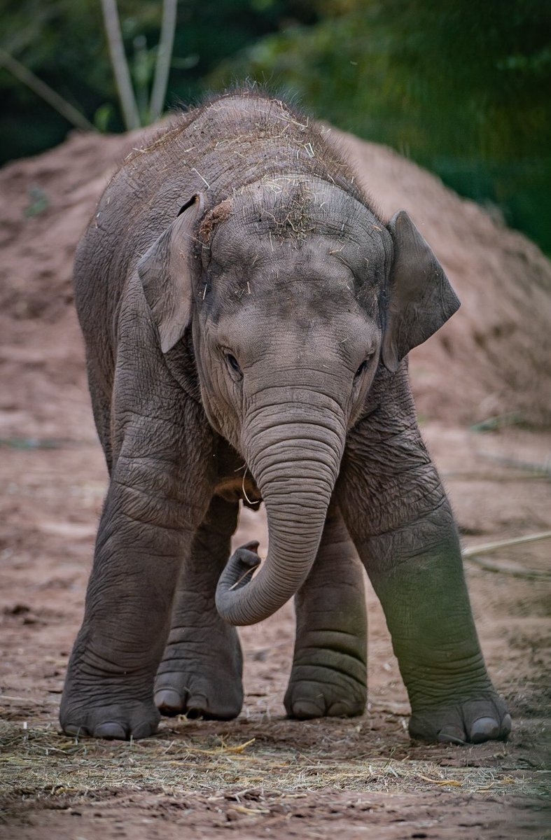 chesterzoo's tweet photo. This little guy is two today! 🎉

Happy birthday Anjan ❤️🐘 https://t.co/c5aDwwnYVk