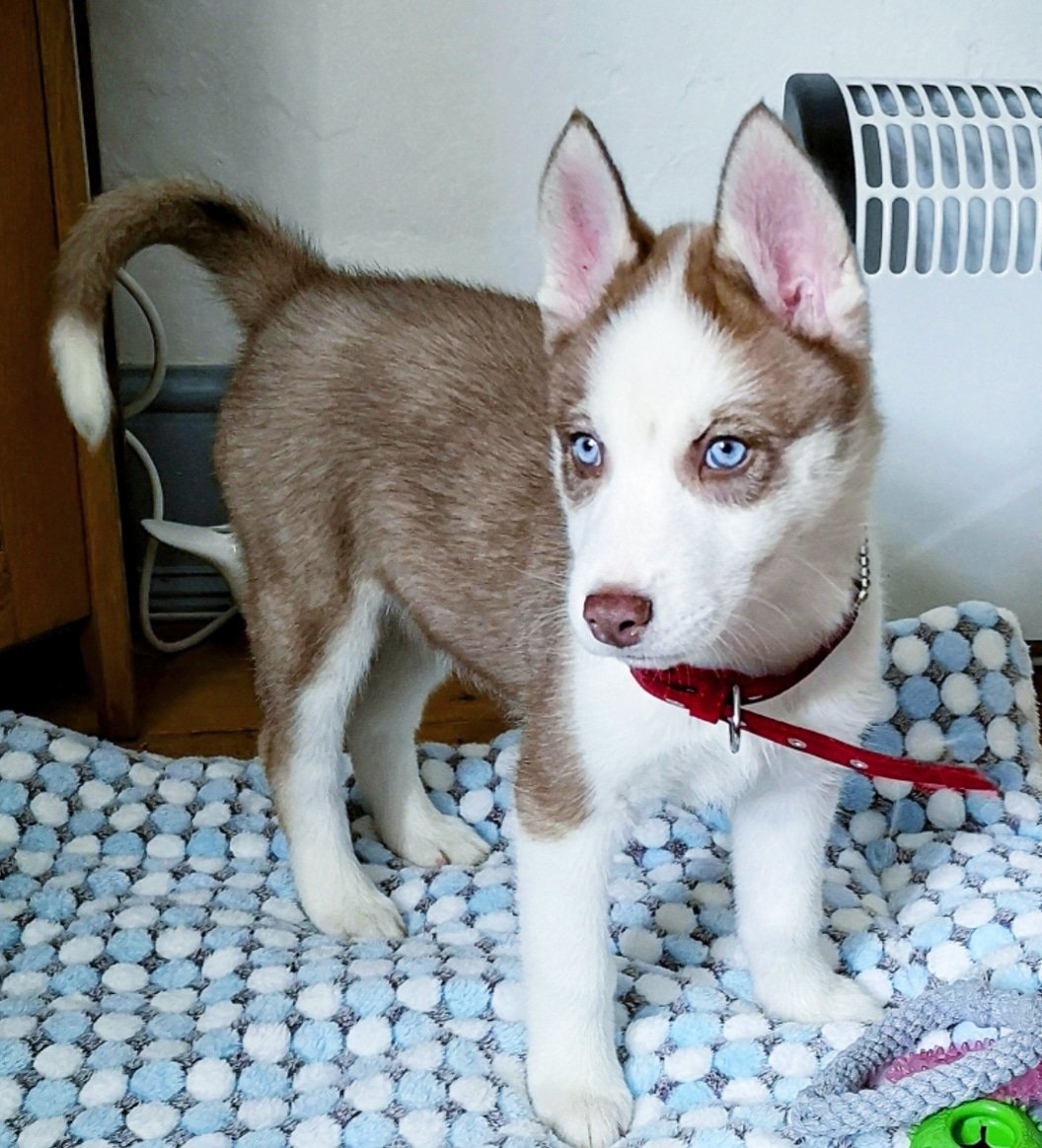 azzaswoon's tweet photo. @rickygervais #afterlife #afterlife2 has got me all mixed up with emotions but well done ricky on this show! Absolutely amazing cant get enough of it!! Also heres a picture of my new baby husky kyara shes 9 weeks and watches the series with me lol 🐾🐾🐾 https://t.co/JWyy4Ajb2M