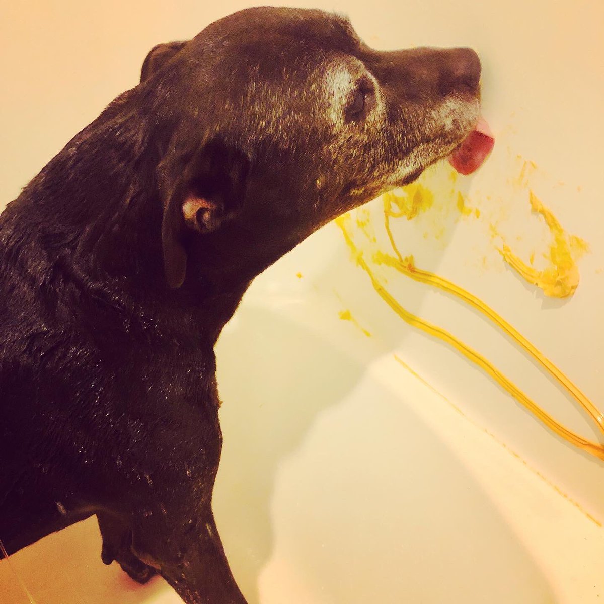 StubbyDogs's tweet photo. StubbyDog Jebediah doesn't like baths. #StubbyDog Jebediah does like junk food. Combine the 2 &amp; suddenly baths aren't so bad! Bath time tricks &amp; tips! 

#RescueDogs #AdoptDontShop #FosteringSavesLives #WashYourPaws #BathTime #Dog #PitBull #MyPitBullisFamily https://t.co/G5QnsaDltU