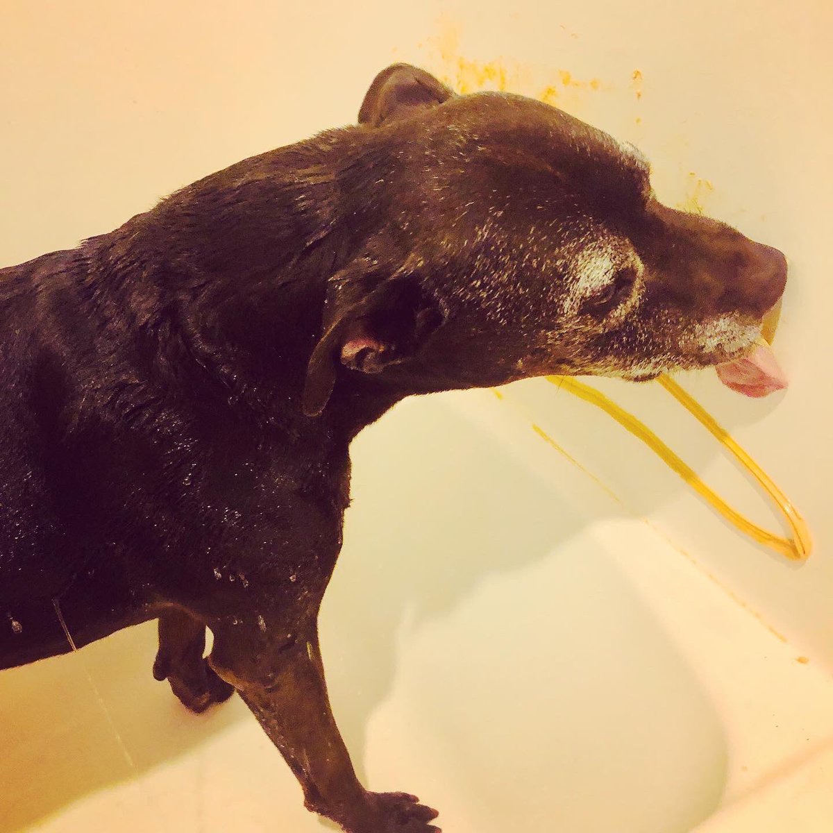 StubbyDogs's tweet photo. StubbyDog Jebediah doesn't like baths. #StubbyDog Jebediah does like junk food. Combine the 2 &amp; suddenly baths aren't so bad! Bath time tricks &amp; tips! 

#RescueDogs #AdoptDontShop #FosteringSavesLives #WashYourPaws #BathTime #Dog #PitBull #MyPitBullisFamily https://t.co/G5QnsaDltU