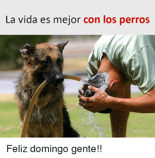ComoNoAdorarlos's tweet photo. LA VIDA ES MEJOR CON PERROS....
🥰🐕 https://t.co/jhaQrLEOz2