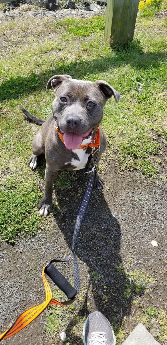 Belle had a great walk yesterday with one of our volunteers. Keeping our fingers crossed for a home for her soon! Come meet her! (By appointment only)
#STARS #AdoptDontShop #OpttoAdopt #rescue #dogsoftwitter
