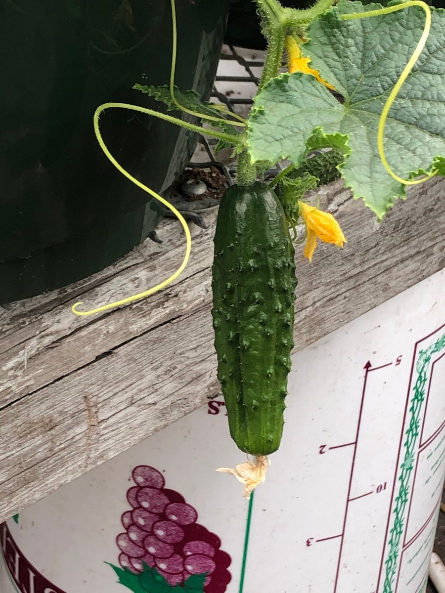 The long weekend is almost here and we have vegetable plants that are ready to be plated in your vegetable gardens or planters! 

No time like now to start that sustainability garden! 

We're open today til 8:30pm