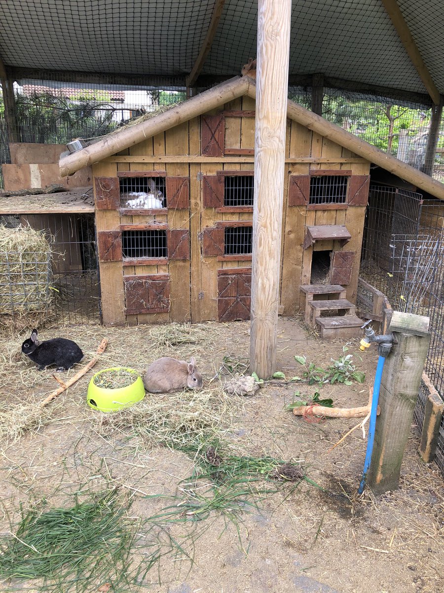 FarmNanny's tweet image. Count the rabbits !! #rabbit #farm #communityfarm