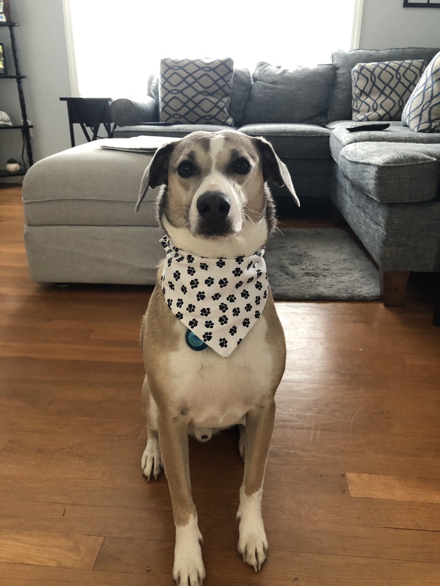 ldellipoali819's tweet image. One of the great things about @ericrhew #HandwrittenNote exchange has been that Packer now has two adorable bandanas to prance around the neighborhood in thanks to @michellewatsky!