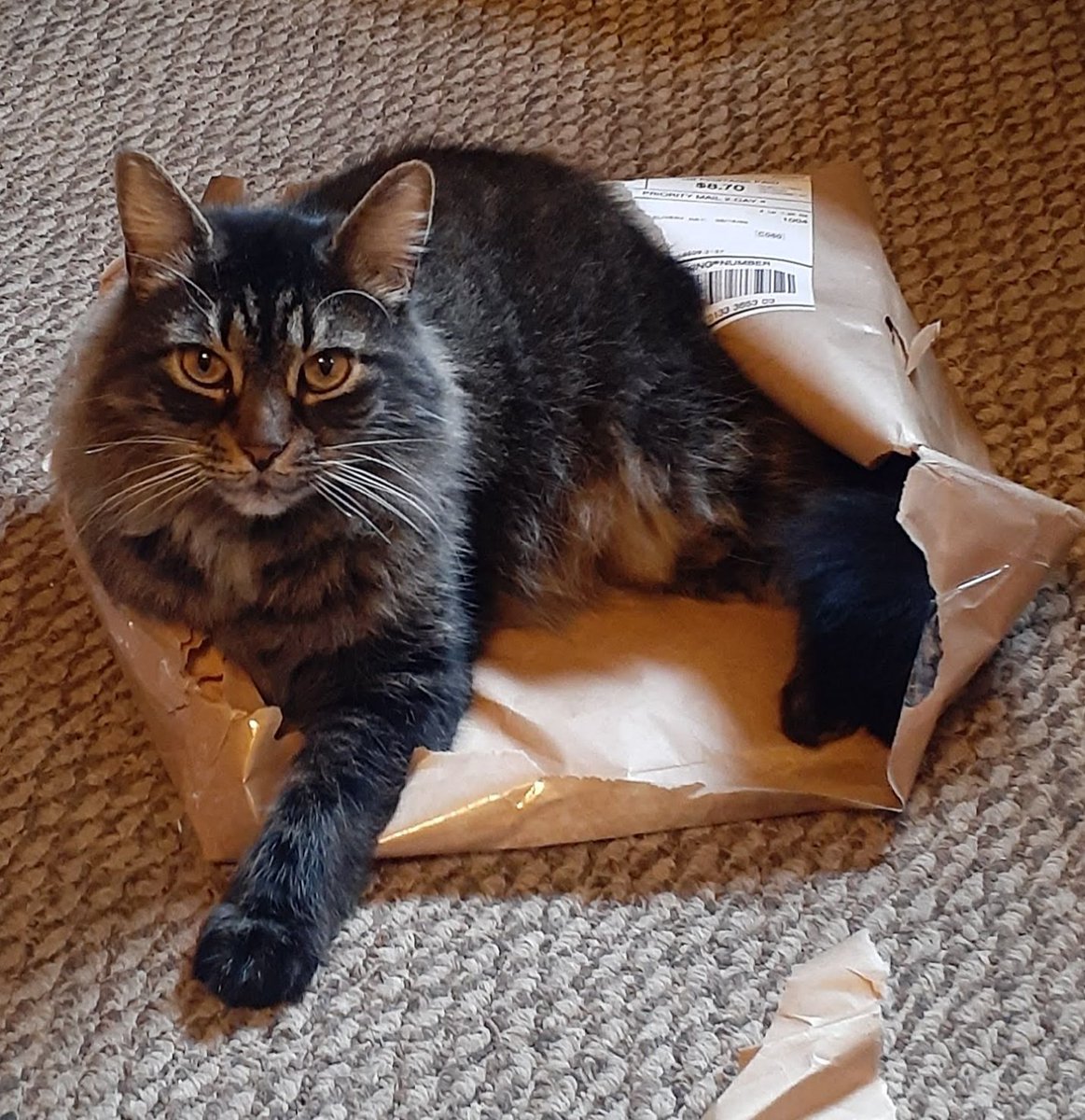 MarcEricko's tweet photo. Look at this special delivery!😁  #smokeysteveandmarc #banditkitty1 #specialdelivery #CatsOfTwitter https://t.co/waCtBowRiS