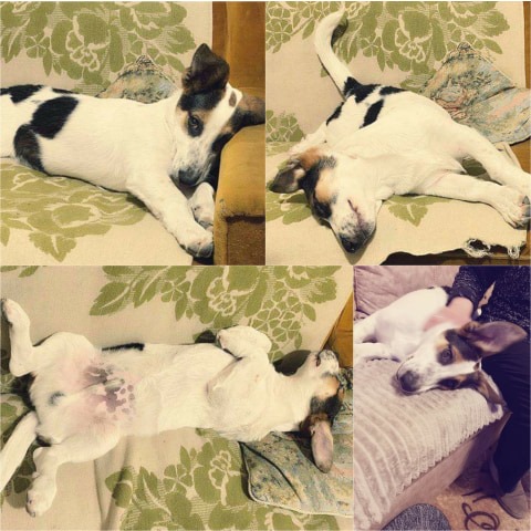 dingoteam's tweet photo. Ալարկոտության բոլոր երանգները :D
Մեզնից որդեգրված Փաթիլը, մաղթում է բոլորին բարի կիրակի <3 <3
#patil #elenadopt #elenpapyanadopt #dingo #dingoteam #dingoadopt https://t.co/jczmPVrWbG