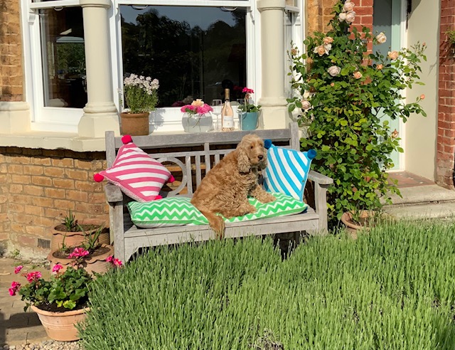 Front gardens are wonderful places to share the joy of gardening with your neighbours whilst social distancing. RHS Director General Sue Biggs shares her front garden to celebrate #MyChelseaGarden 

Enter your garden in our competition with <a href="/BBCTheOneShow/">BBC The One Show</a>: rhs.org.uk/mychelseagarden