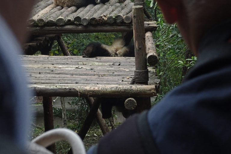 KirstenW1234's tweet photo. #pandadaily An upside-down panda - this one was bothering its sleeping friends and eventually fell off the platform and was left hanging on by its back paws! 😊🐼 #China #Chengdu #giantpanda https://t.co/r9cOYsBQZt