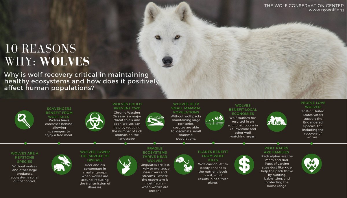 Wolf Conservation Center 🐺 tweet media