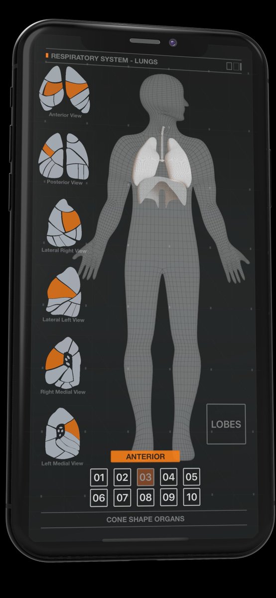 wtech22's tweet image. Lungs - Respiratory System in a fresh design. 

#LUNGS #healthcare #Nursing #nurses #HealthcareAssistants #Medical #anatomy #respiradores