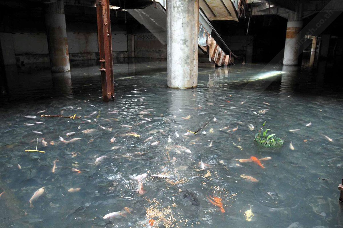 @horrorvidss This abandoned mall has become pond for carps and goldfish after Bangkok flood in 2011.