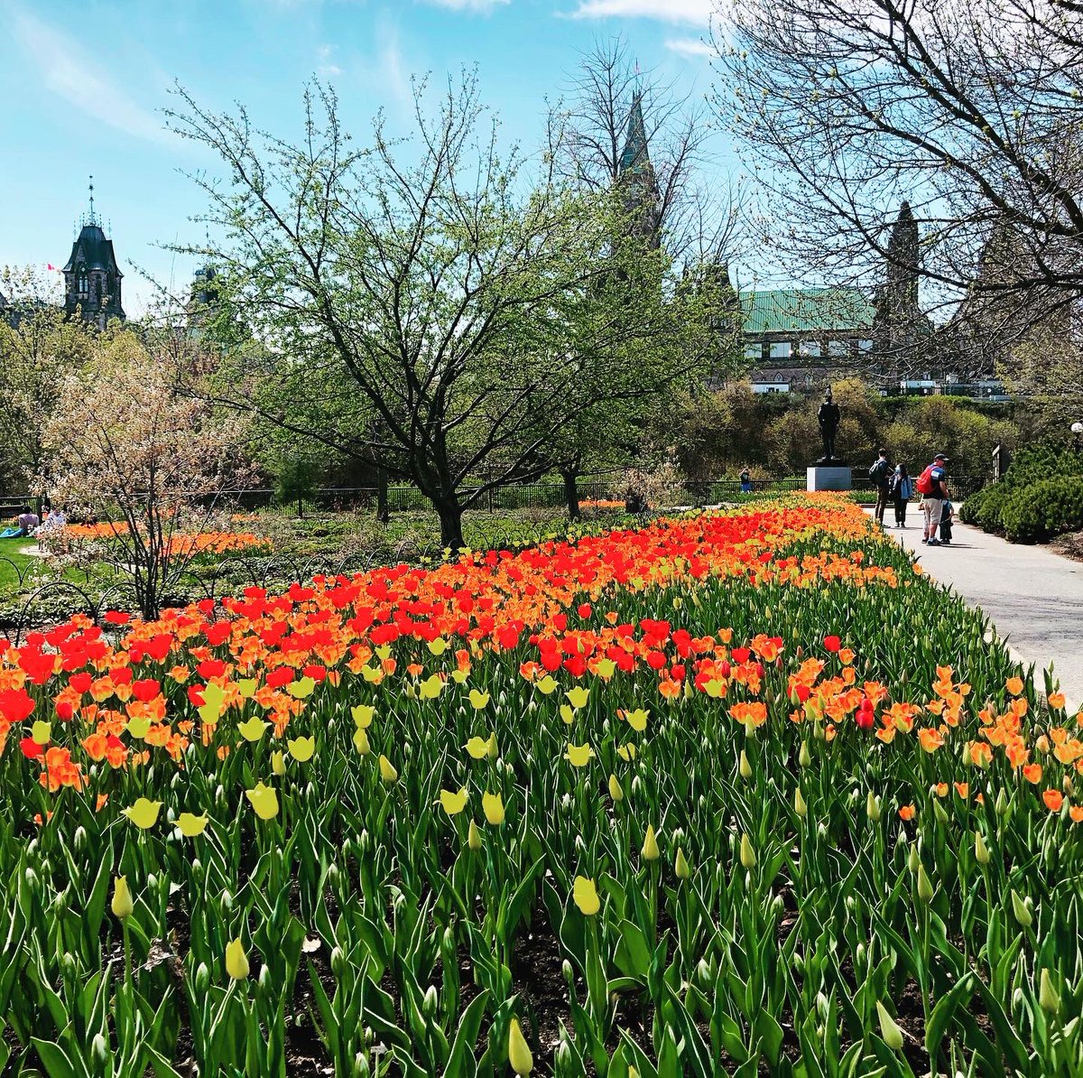 pushmans's tweet image. Ottawa Tulips 🌷