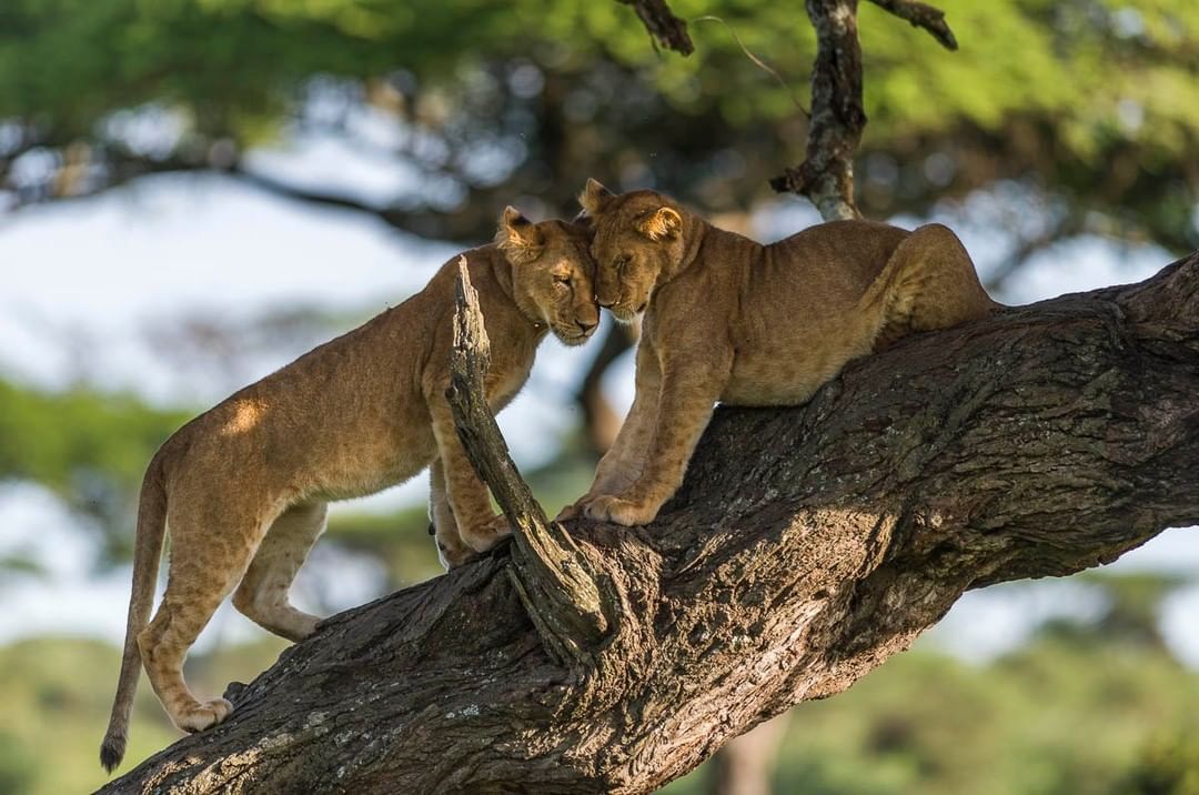 Kelmtui's tweet photo. Photo by @KetanKhambhatta two tree climbing lions from serengeti national park the love of siblings visit https://t.co/onEcRa9XKx to learn more about serengeti national park written by the famous tour manager Mr Kelvin emanuel mtui @NatGeoPhotos @NatGeoTravel https://t.co/VRlOiz9wjA