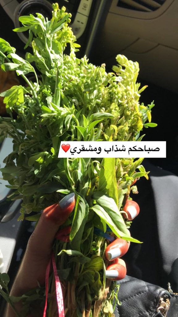 AlmujahedHadeel's tweet photo. لا تكتمل زينة المرأة اليمنية دون وجود باقة من أغصان الريحان البلدي الأخضر والأحمر والشذاب كما تتخللها أزهار الفل والقرنفل ويطلق عليها (مَشَاقِر أو مَشْقُر)
توضع المشاقر عادةً أعلى الأذن أو الرأس أو لتزيين الصدر

#لا_لسرقة_تراث_اليمن https://t.co/sb6t74ka0S