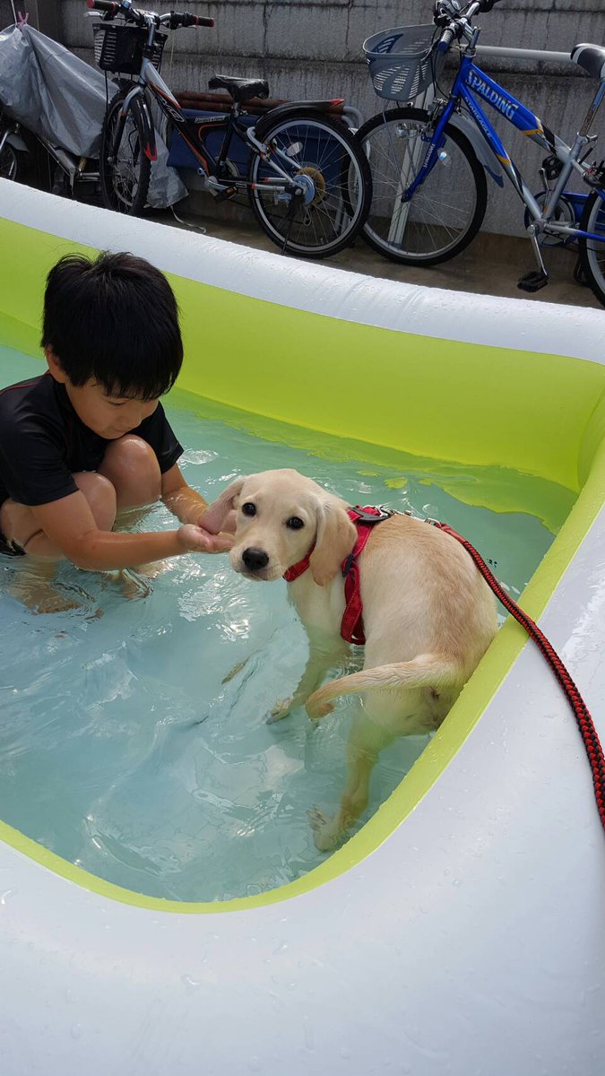 deeplearning777's tweet photo. https://t.co/CF7QTzAcSO
盲導犬からキャリアチェンジして
PR犬になったドーリーちゃん！
仔犬から成犬になる写真集を作りましたのでご覧あれ♥🦮

#犬
#盲導犬
#パピーウォーカー
#ラブラドールレトリバー
#犬好きさんと繋がりたい
#黒ラブ
#白ラブ
#YouTube
#成長記録 https://t.co/hS6ddtLZCd