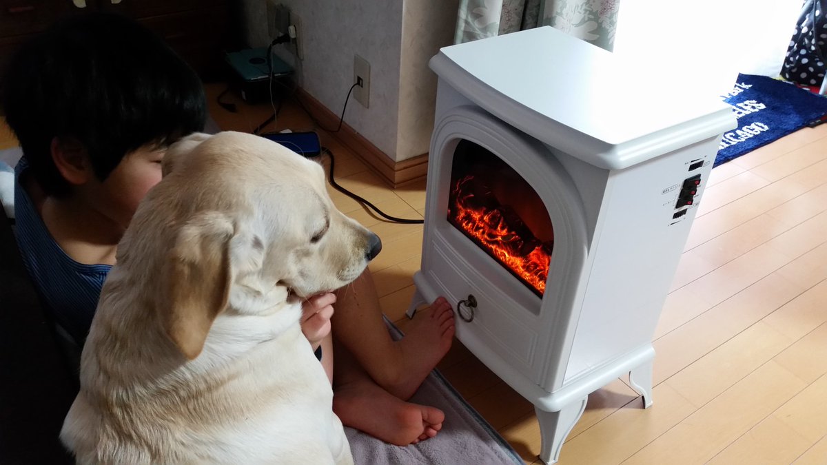 deeplearning777's tweet photo. https://t.co/CF7QTzAcSO
盲導犬からキャリアチェンジして
PR犬になったドーリーちゃん！
仔犬から成犬になる写真集を作りましたのでご覧あれ♥🦮

#犬
#盲導犬
#パピーウォーカー
#ラブラドールレトリバー
#犬好きさんと繋がりたい
#黒ラブ
#白ラブ
#YouTube
#成長記録 https://t.co/hS6ddtLZCd